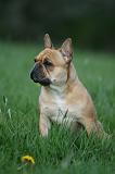BOULEDOGUE FRANCAIS 1011